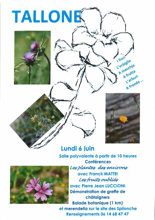 Texte alternatif